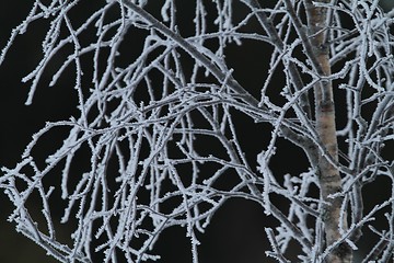 Image showing Frozen birch