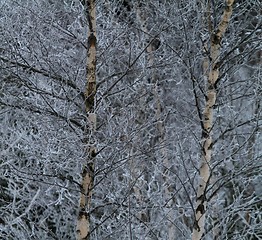 Image showing Frozen birch forest