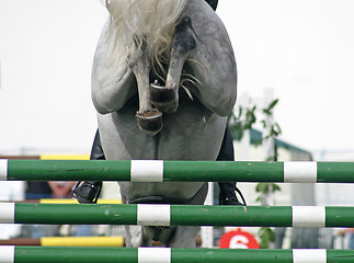 Image showing Horse Jump