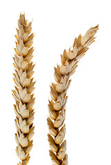 Image showing Wheat detail
