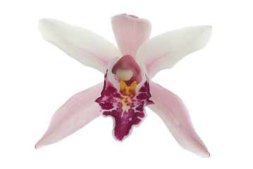 Image showing Pink orchid 