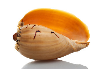 Image showing Sea shell 
