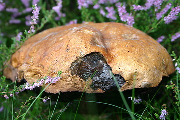 Image showing mushroom