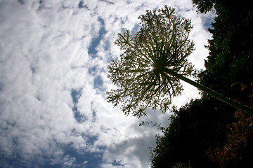 Image showing Wild sky flower