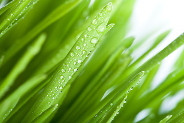 Image showing wet grass