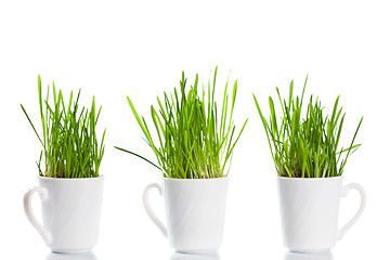 Image showing green grass in coffee cups