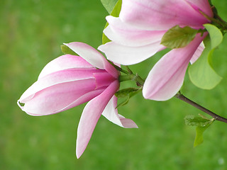 Image showing Magnolia flowers