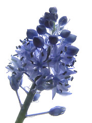 Image showing Blue Flower