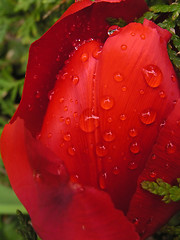 Image showing Raindrops on tulip