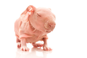 Image showing skinny guinea pig