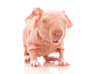 Image showing skinny guinea pig