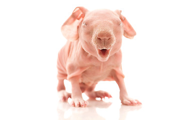 Image showing skinny guinea pig