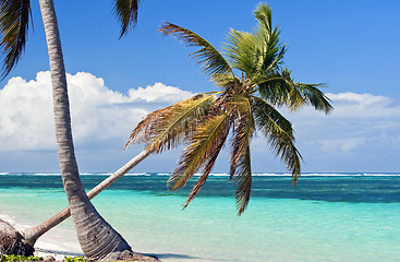 Image showing Palm tree.