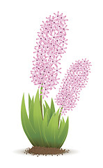 Image showing hyacinth