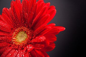 Image showing red gerbera flower