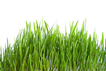 Image showing fresh wet grass 