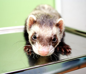 Image showing Close-up of ferret, 3 years old, on the iron table