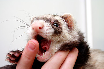 Image showing Ferret bitting  owners finger