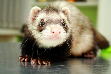 Image showing Close-up of ferret, 3 years old, on the iron table