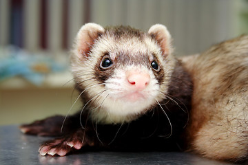 Image showing Close-up of ferret, 3 years old, on the iron table