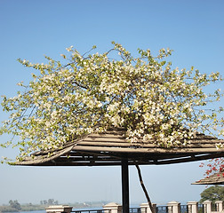 Image showing Bougainvillea