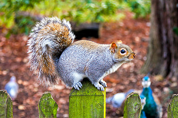 Image showing Squirrel at fence