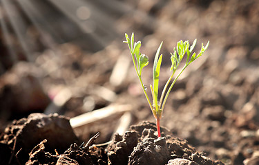 Image showing  little young plant sprout