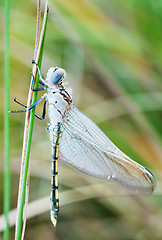 Image showing young dragonfly 