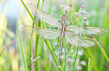 Image showing young dragonfly 
