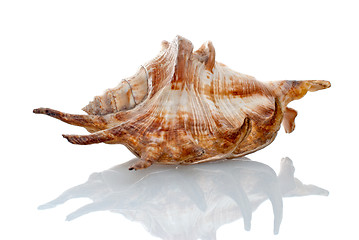 Image showing Sea seashell 