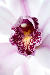 Image showing Pink orchid 