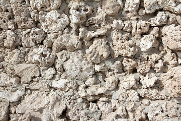 Image showing wall of weird fossilized seashells and corals