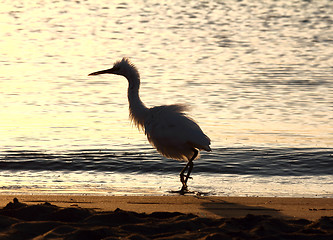 Image showing fun disheveled heron bird