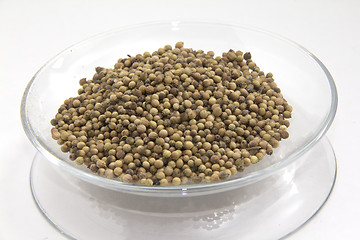 Image showing Coriander