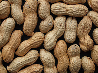 Image showing Peanut