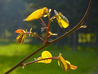 Image showing Young Tree Leafs