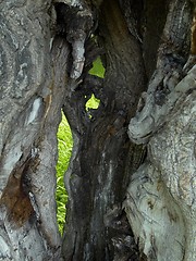 Image showing Dead Tree Trunk