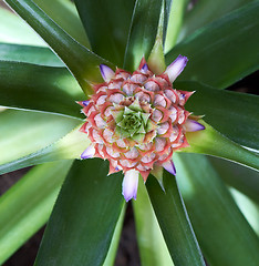 Image showing Ananas Fruit And Flower