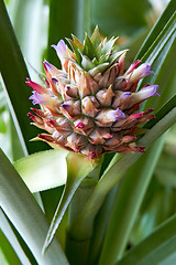 Image showing Ananas Fruit And Flower