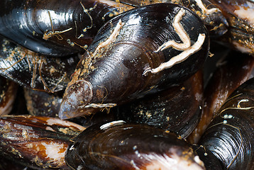 Image showing Mussels