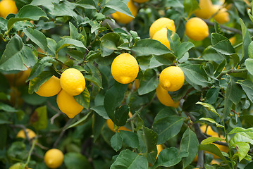 Image showing Lemon tree