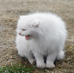 Image showing White fluffy cat