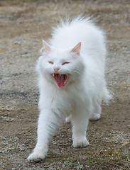 Image showing White fluffy cat