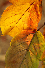 Image showing Autumn leaves