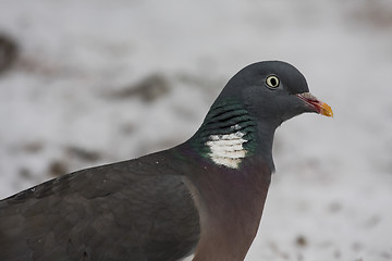 Image showing wood pigeon