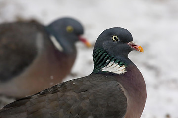 Image showing Wood pigeon
