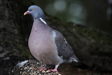 Image showing Wood pigeon