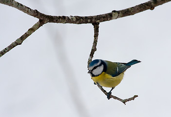 Image showing Blue tit