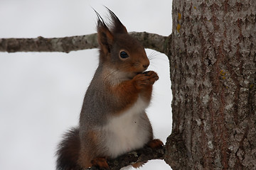 Image showing Red squirrel