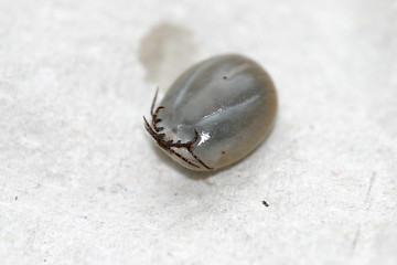 Image showing tick